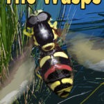 That's a big bloody wasp!